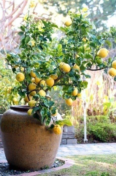 18 idées de fruits que vous pouvez cultiver en pot 6
