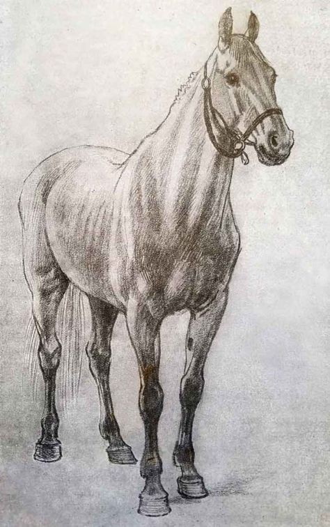 50 top idées de dessin de cheval 24