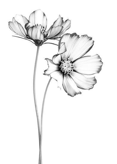 50 top idées de dessins de fleurs : pour apprendre à dessiner des fleurs facilement 36