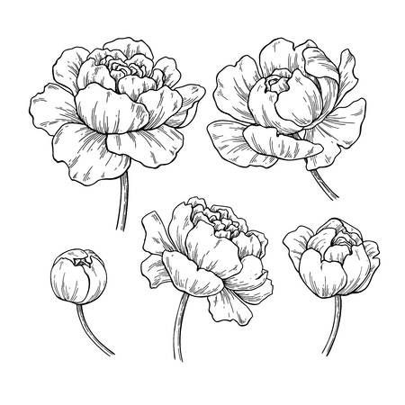 50 top idées de dessins de fleurs : pour apprendre à dessiner des fleurs facilement 38