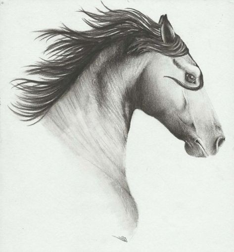 50 top idées de dessin de cheval 4