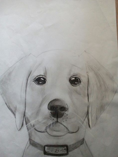 57 idées de dessins de chien pour apprendre à dessiner des chiens 12
