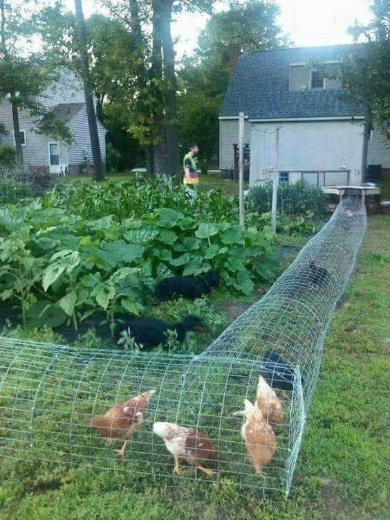 16 idées pour avoir une ferme dans son jardin 1