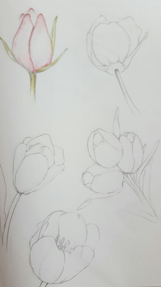 50 idées & tutos de dessins de fleurs 3