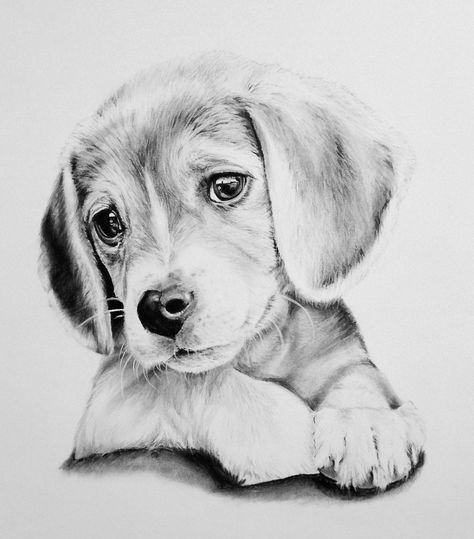 57 idées de dessins de chien pour apprendre à dessiner des chiens 32