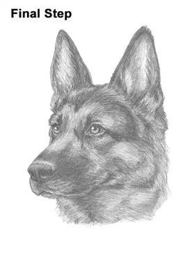 57 idées de dessins de chien pour apprendre à dessiner des chiens 38