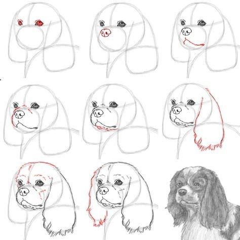 57 idées de dessins de chien pour apprendre à dessiner des chiens 46