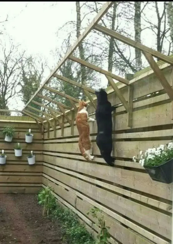 30 idées de Catio (Patios pour chat) totalement géniales à faire soi-même 2