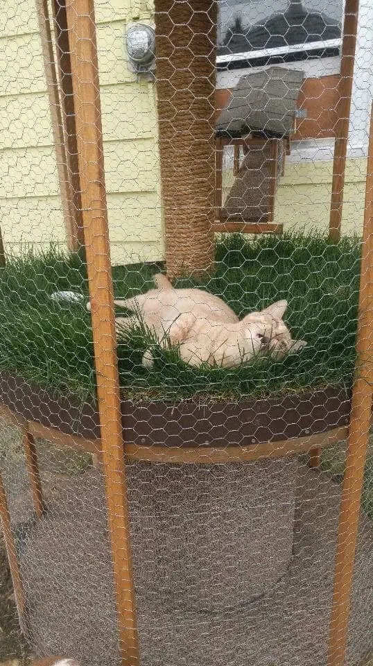30 idées de Catio (Patios pour chat) totalement géniales à faire soi-même 18 30 idées de Catio (Patios pour chat) totalement géniales à faire soi-même 18