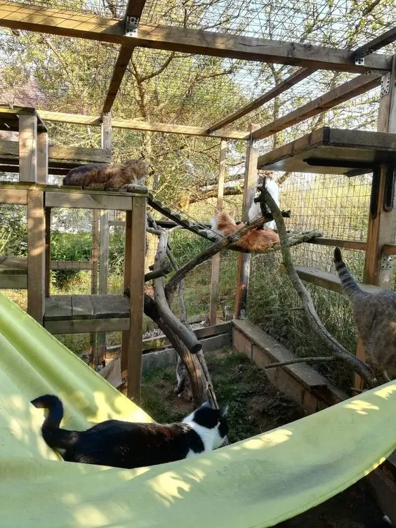 30 idées de Catio (Patios pour chat) totalement géniales à faire soi-même 23 30 idées de Catio (Patios pour chat) totalement géniales à faire soi-même 23