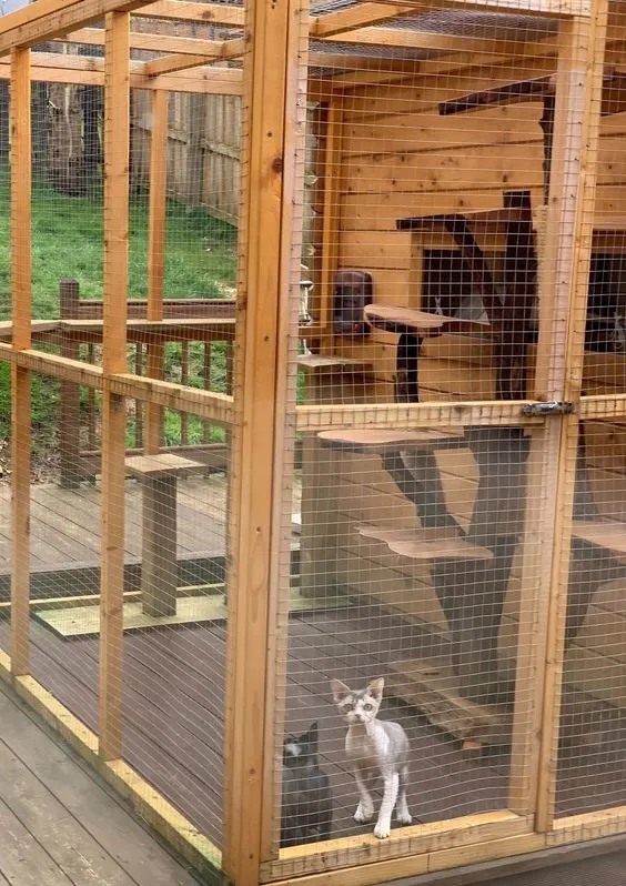 30 idées de Catio (Patios pour chat) totalement géniales à faire soi-même 25