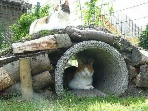 30 idées de Catio (Patios pour chat) totalement géniales à faire soi-même 12 30 idées de Catio (Patios pour chat) totalement géniales à faire soi-même 12