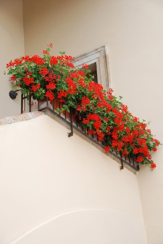 29 top idées de jardinières pour balcon 27