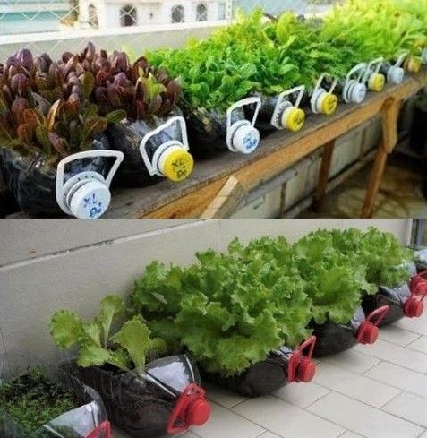 15 idées pour jardiner dans des bouteilles en plastique 3
