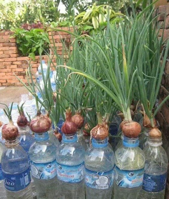 15 idées pour jardiner dans des bouteilles en plastique 1