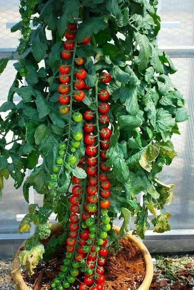 35 idées de fruits & légumes qui peuvent pousser en pot 8