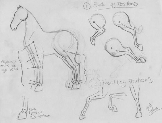 63 idées de dessins de cheval : pour apprendre à dessiner des chevaux 7