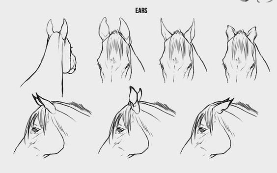 63 idées de dessins de cheval : pour apprendre à dessiner des chevaux 16