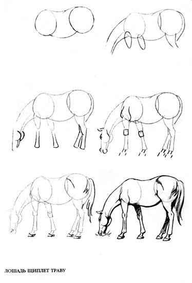 63 idées de dessins de cheval : pour apprendre à dessiner des chevaux 18