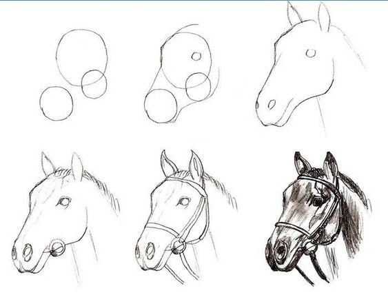 63 idées de dessins de cheval : pour apprendre à dessiner des chevaux 22