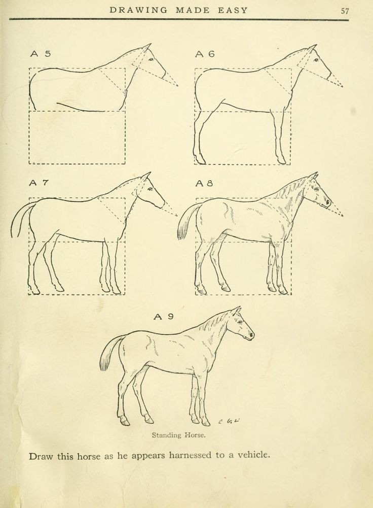 63 idées de dessins de cheval : pour apprendre à dessiner des chevaux 24