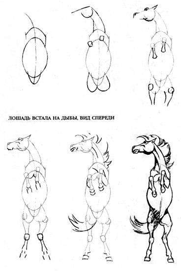 63 idées de dessins de cheval : pour apprendre à dessiner des chevaux 25