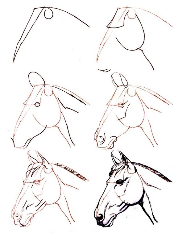 63 idées de dessins de cheval : pour apprendre à dessiner des chevaux 40