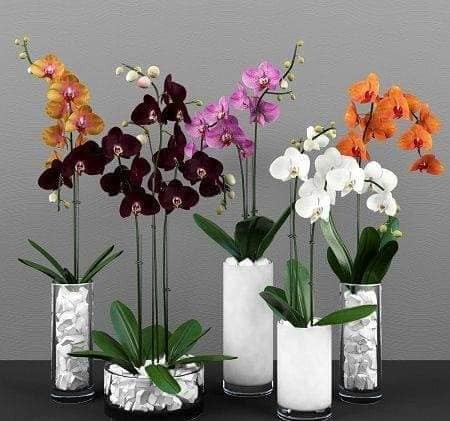 28 merveilleuses idées pour cultiver les orchidées 6
