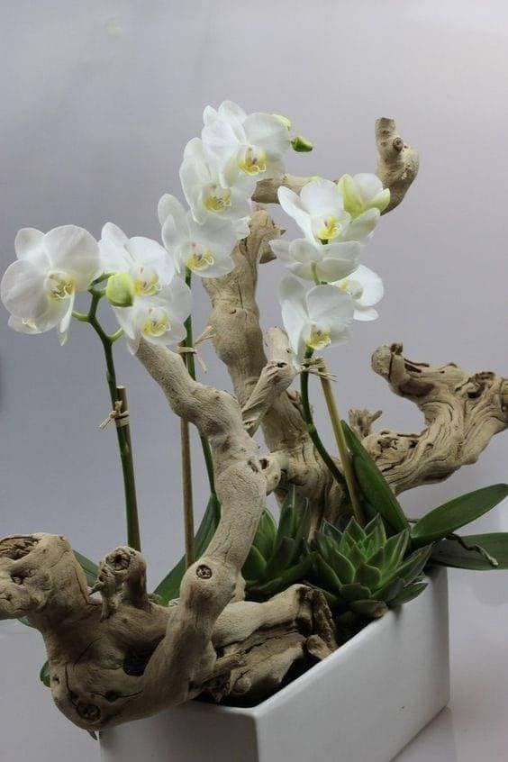 28 merveilleuses idées pour cultiver les orchidées 8