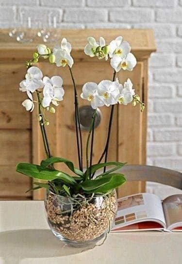 28 merveilleuses idées pour cultiver les orchidées 10