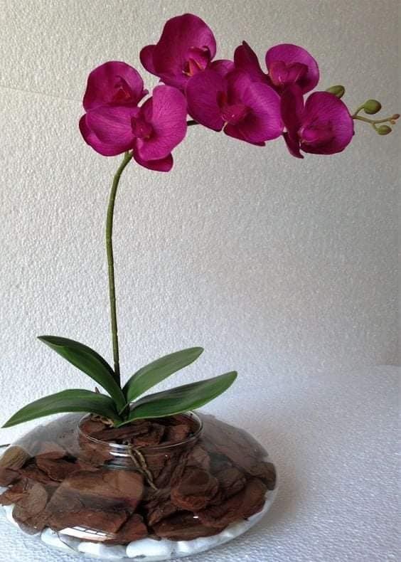 28 merveilleuses idées pour cultiver les orchidées 17