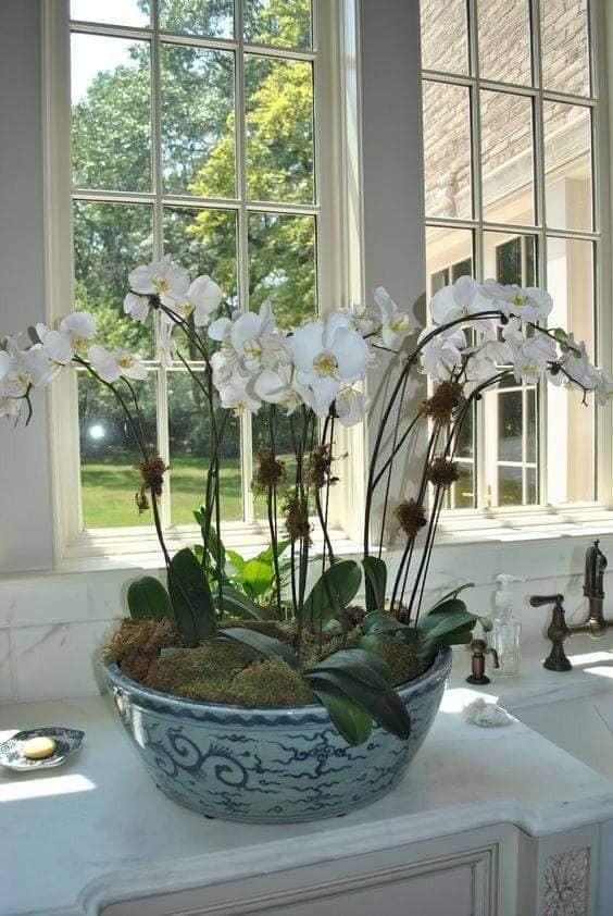 28 merveilleuses idées pour cultiver les orchidées 19