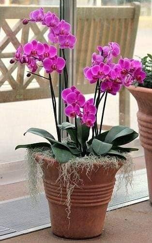 28 merveilleuses idées pour cultiver les orchidées 27