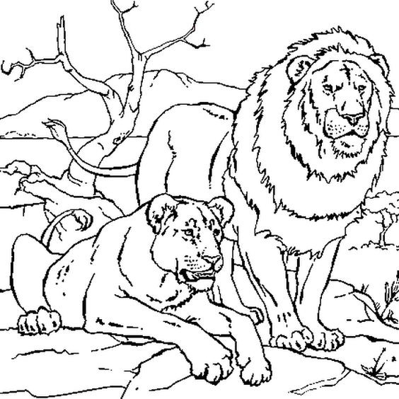 56 Coloriages Lion Gratuits à Imprimer 14