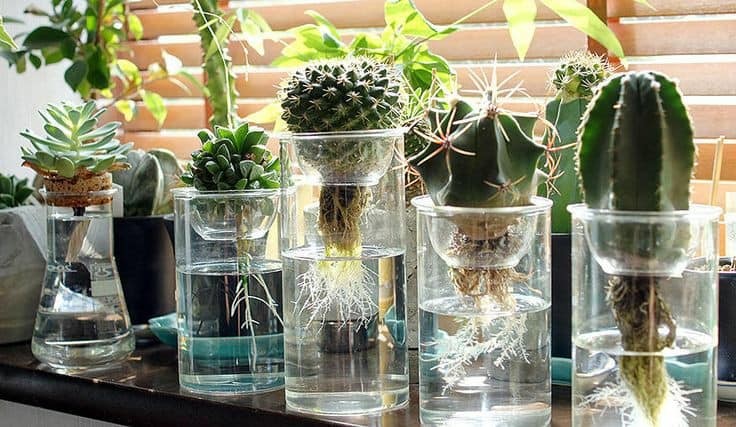 29 idées de plantes et de fleurs que vous pouvez cultiver en flacons 13