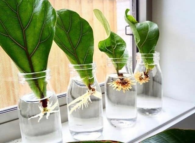 29 idées de plantes et de fleurs que vous pouvez cultiver en flacons 17