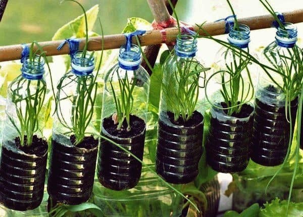 29 idées de plantes et de fleurs que vous pouvez cultiver en flacons 19