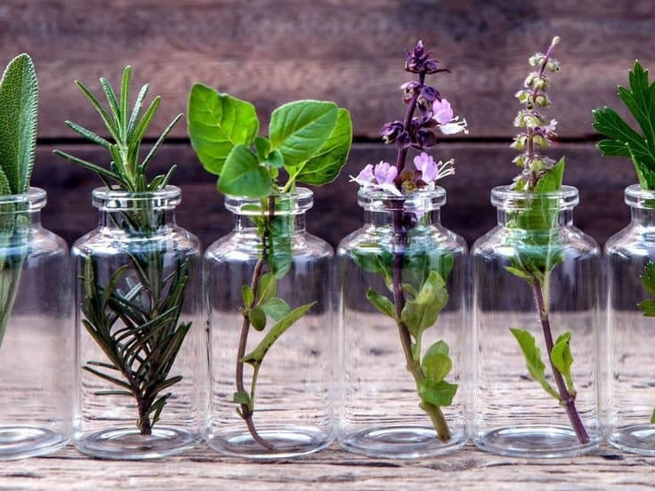 29 idées de plantes et de fleurs que vous pouvez cultiver en flacons 23