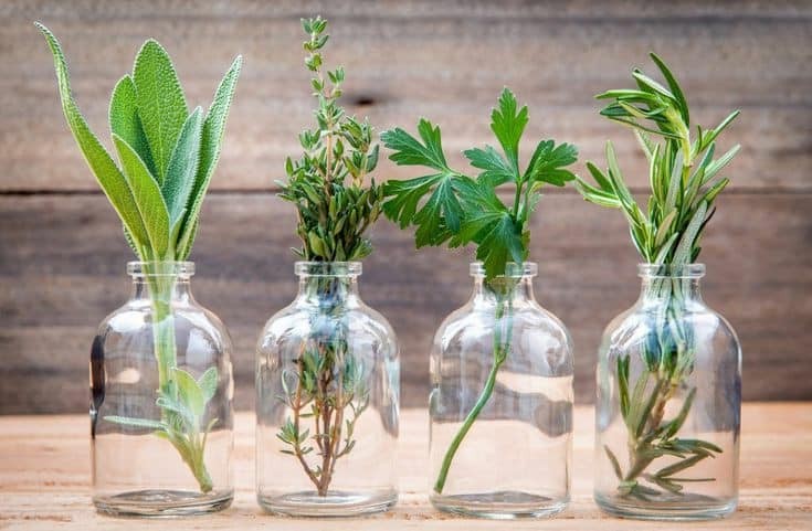 29 idées de plantes et de fleurs que vous pouvez cultiver en flacons 26