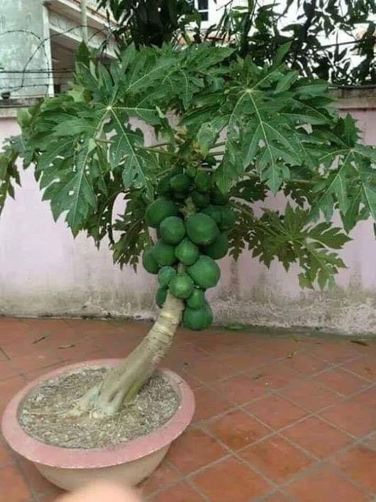 18 arbres que vous pouvez semer dans des vases 14