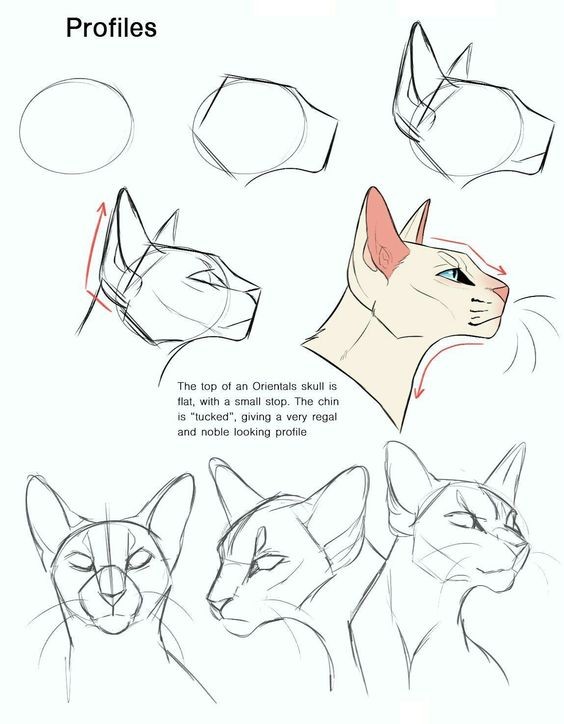 8 secrets pour apprendre à dessiner des chats une pro 14