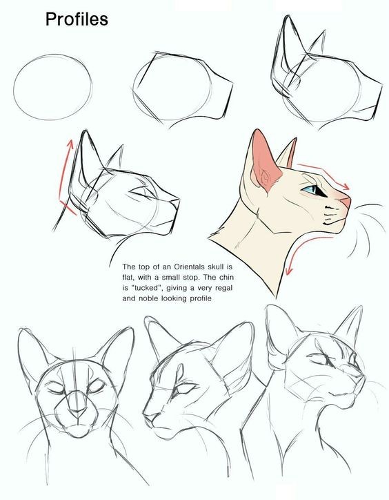 8 secrets pour apprendre à dessiner des chats une pro 14 8 secrets pour apprendre à dessiner des chats une pro 14