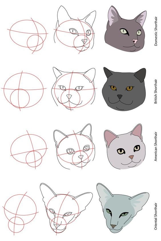 8 secrets pour apprendre à dessiner des chats une pro 19