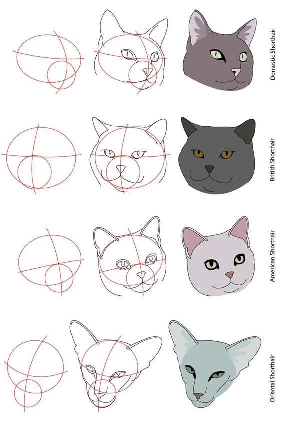 8 secrets pour apprendre à dessiner des chats une pro 19 8 secrets pour apprendre à dessiner des chats une pro 19