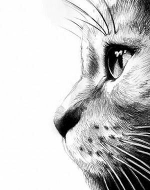 8 secrets pour apprendre à dessiner des chats une pro 8