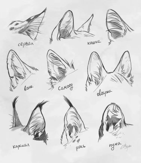 8 secrets pour apprendre à dessiner des chats une pro 21 8 secrets pour apprendre à dessiner des chats une pro 21