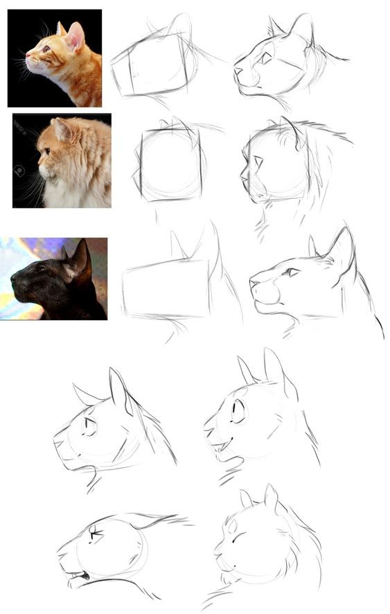 8 secrets pour apprendre à dessiner des chats une pro 5 8 secrets pour apprendre à dessiner des chats une pro 5