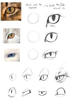 8 secrets pour apprendre à dessiner des chats une pro 22