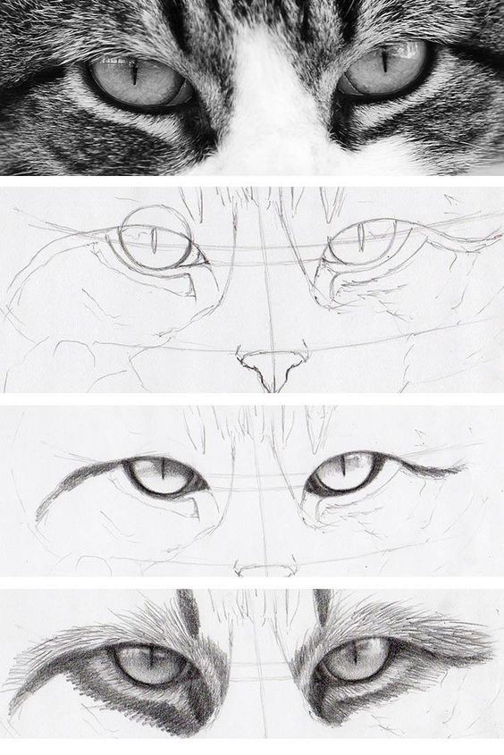 8 secrets pour apprendre à dessiner des chats une pro 23 8 secrets pour apprendre à dessiner des chats une pro 23