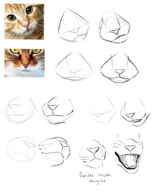 8 secrets pour apprendre à dessiner des chats une pro 24